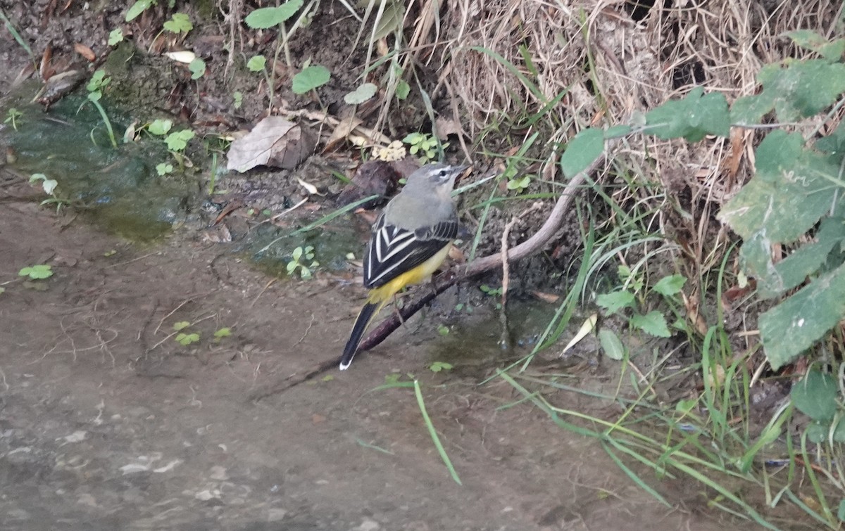 Gray Wagtail - ML633507564