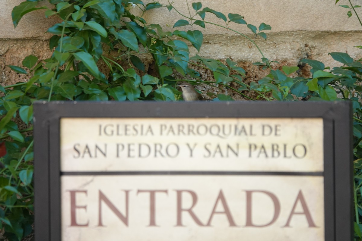 Eurasian Wren - ML633507578