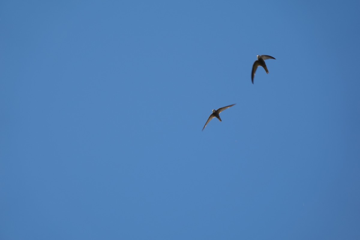 Pallid Swift - ML633507601