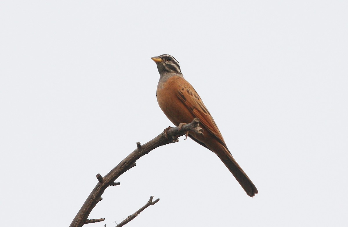 Gosling's Bunting - ML633507627