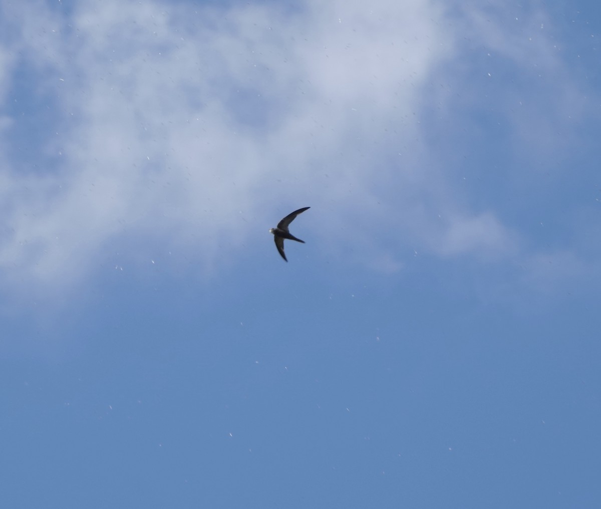 Pallid Swift - ML633507635