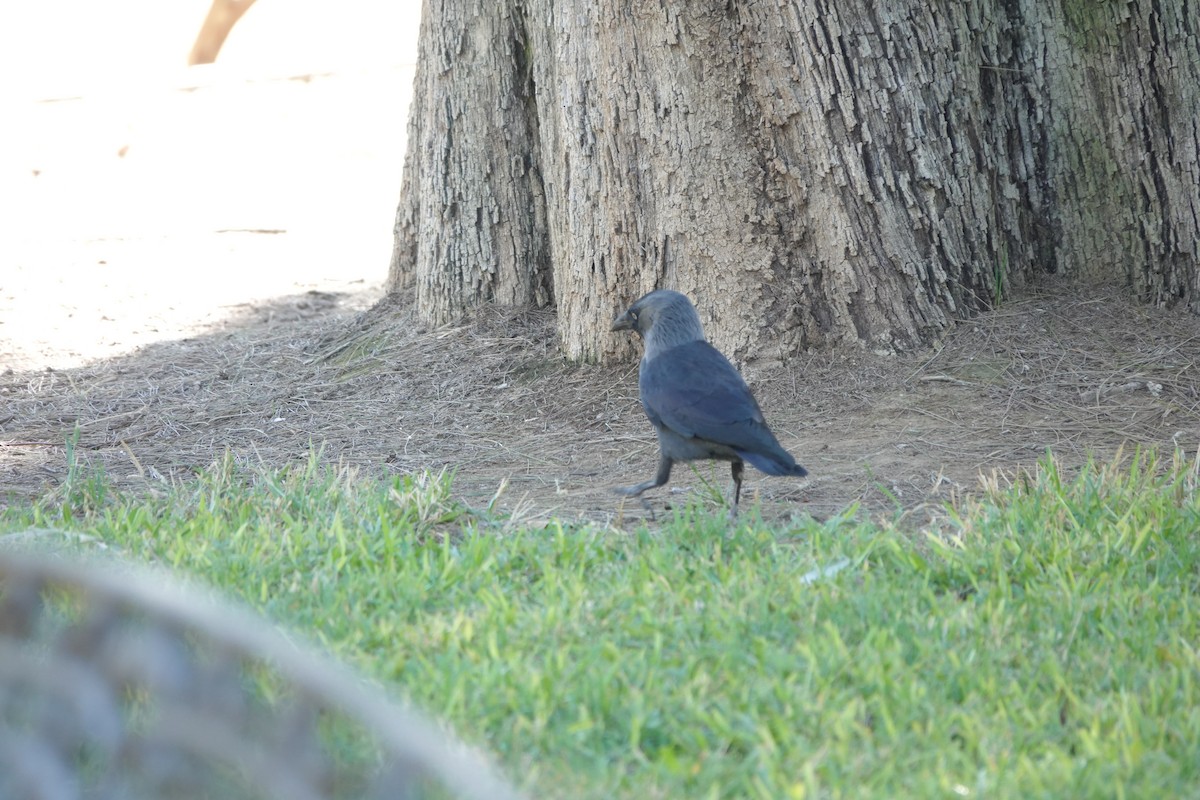 Eurasian Jackdaw - ML633507663