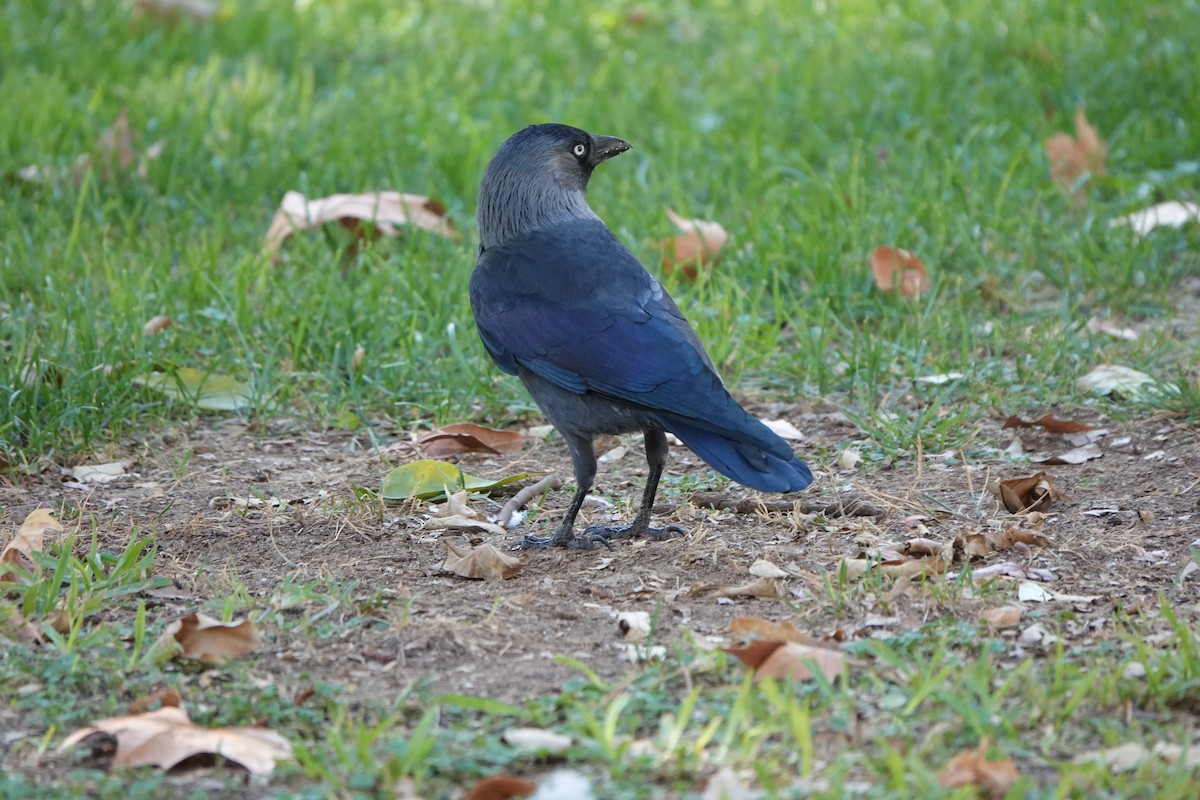 Eurasian Jackdaw - ML633507692