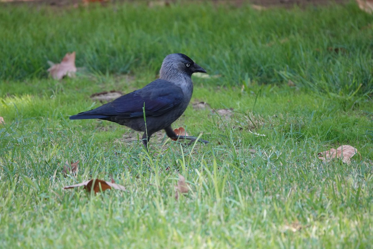 Eurasian Jackdaw - ML633507696
