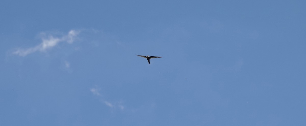 Pallid Swift - ML633507794