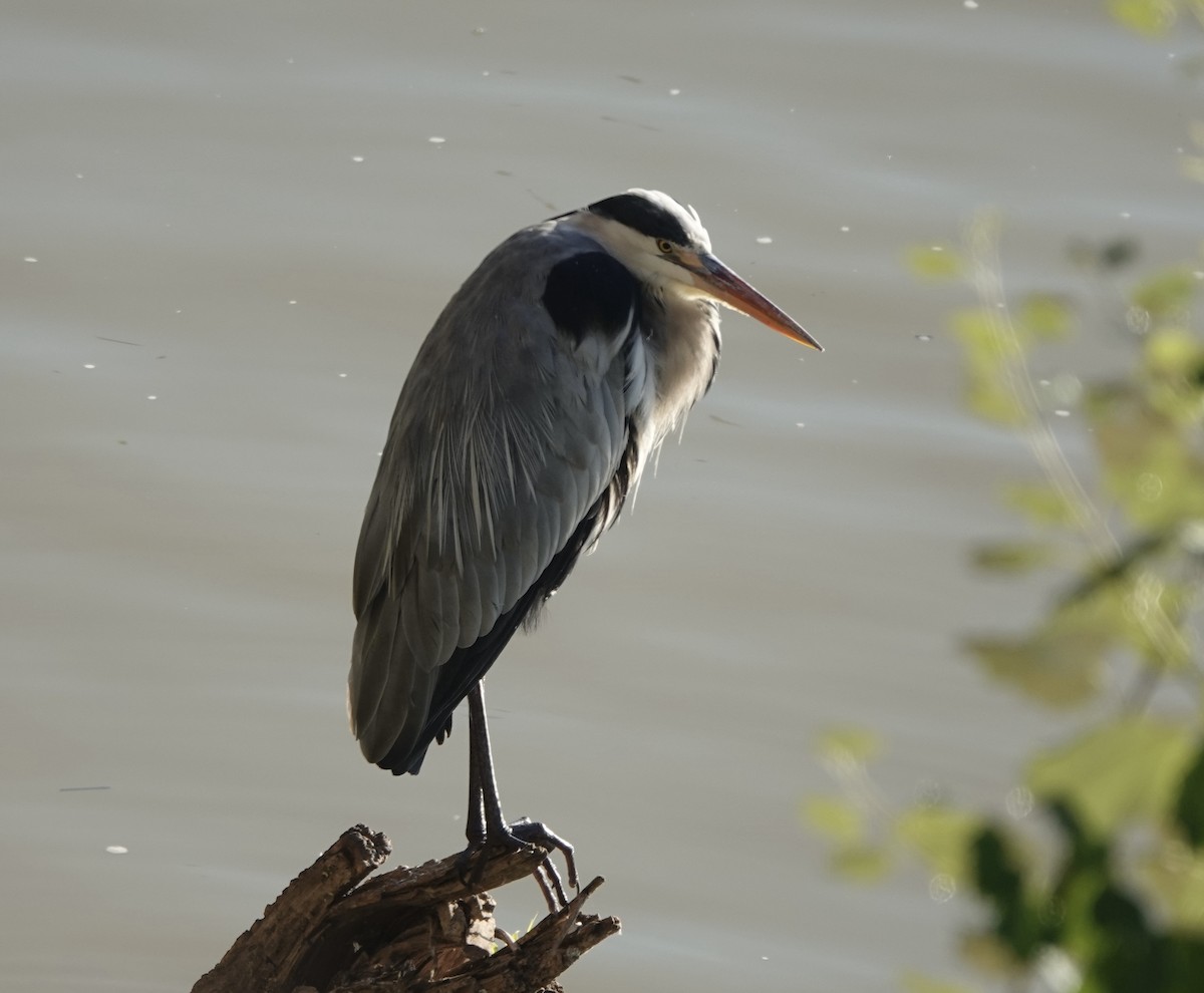 Gray Heron - ML633507916