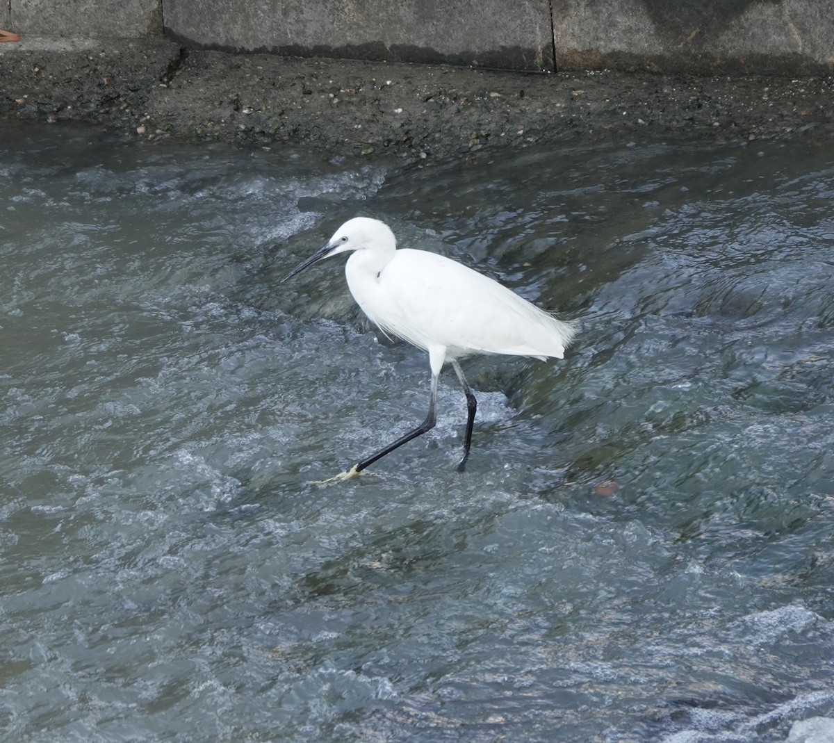Little Egret - ML633507950