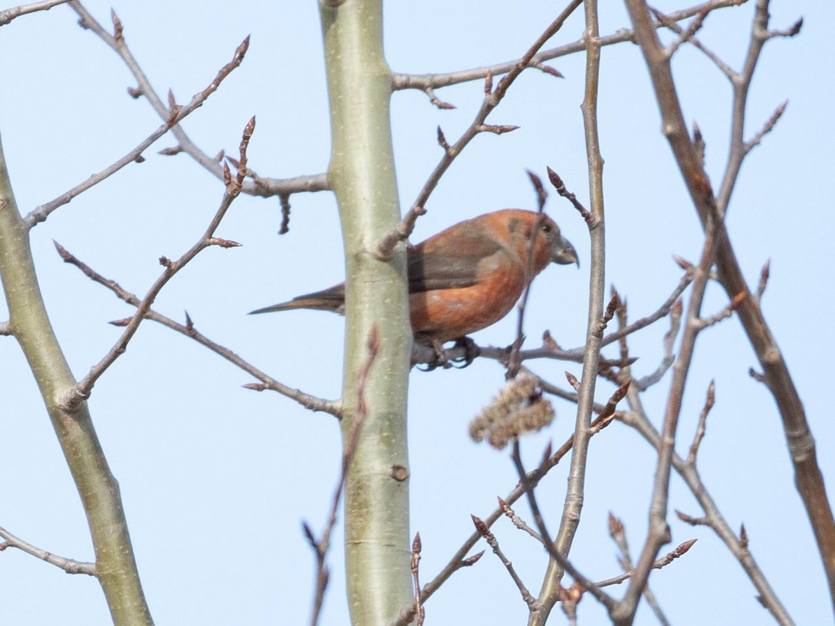 Parrot Crossbill - ML633507980