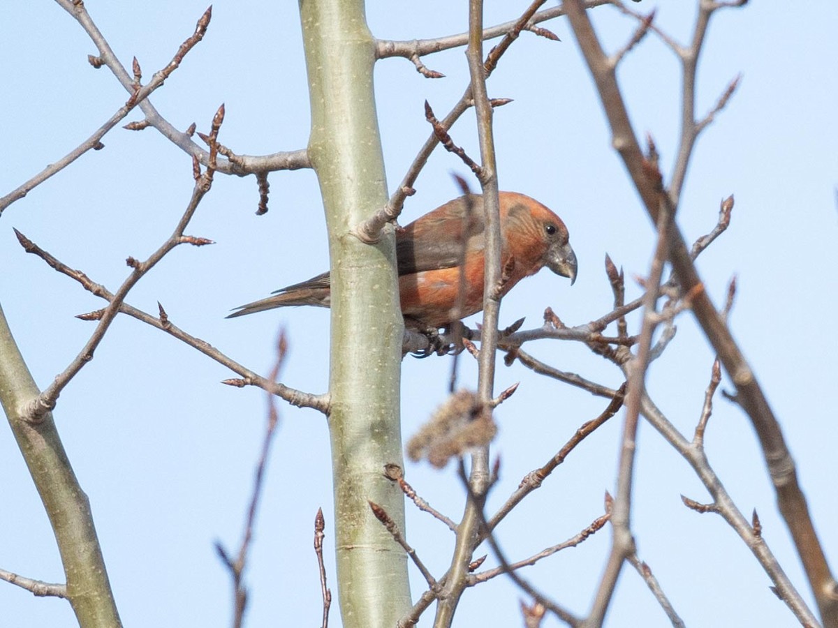 Parrot Crossbill - ML633507981