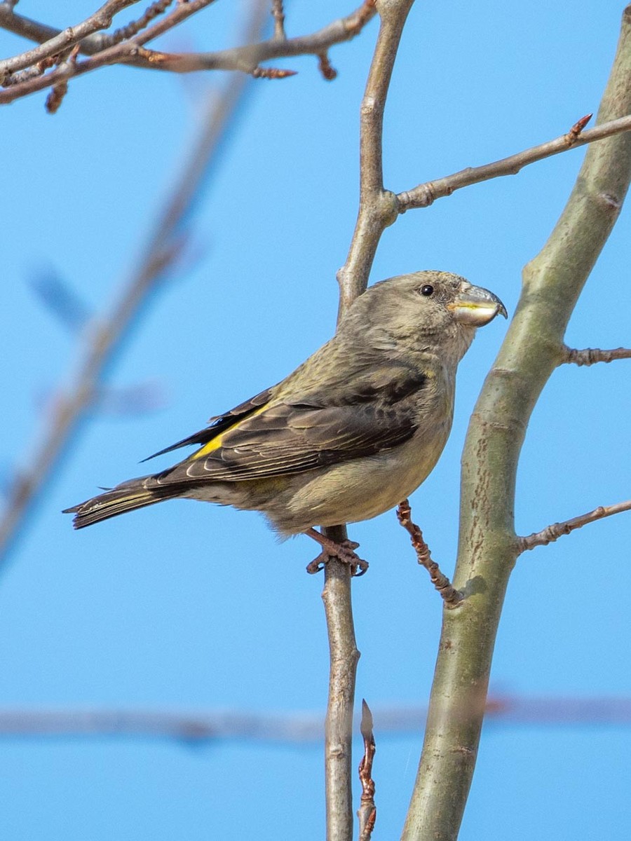 Parrot Crossbill - ML633507982