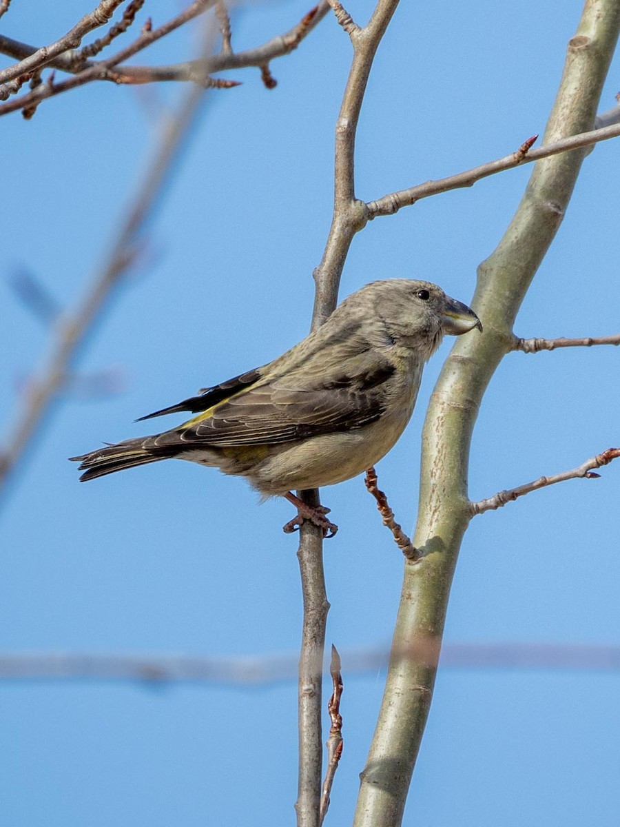 Parrot Crossbill - ML633507983