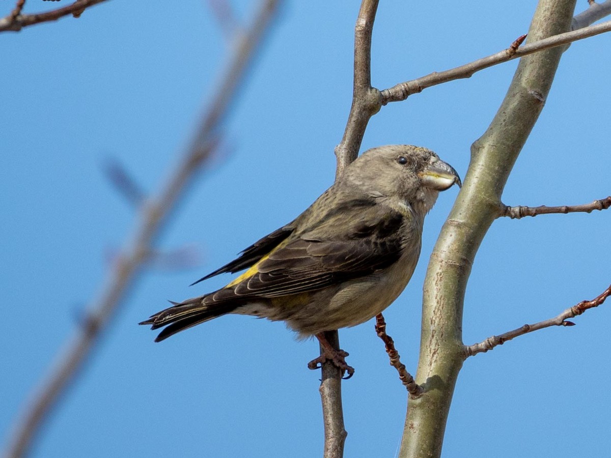 Parrot Crossbill - ML633507984