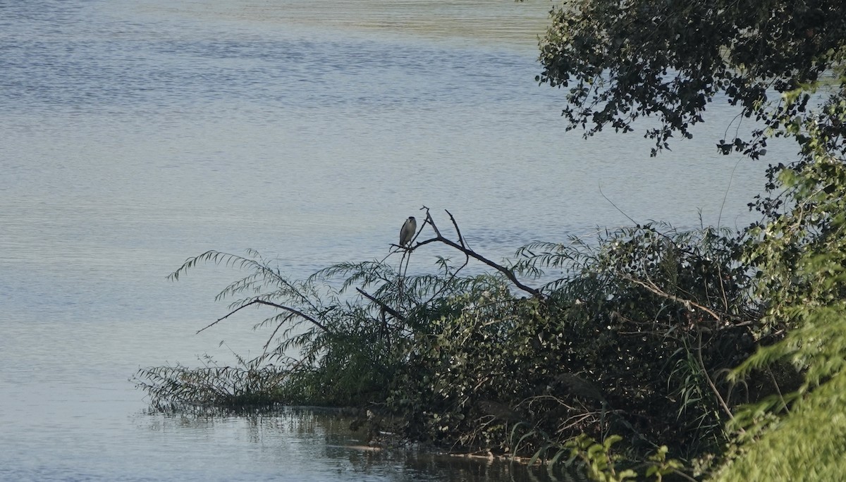 Black-crowned Night Heron - ML633508005