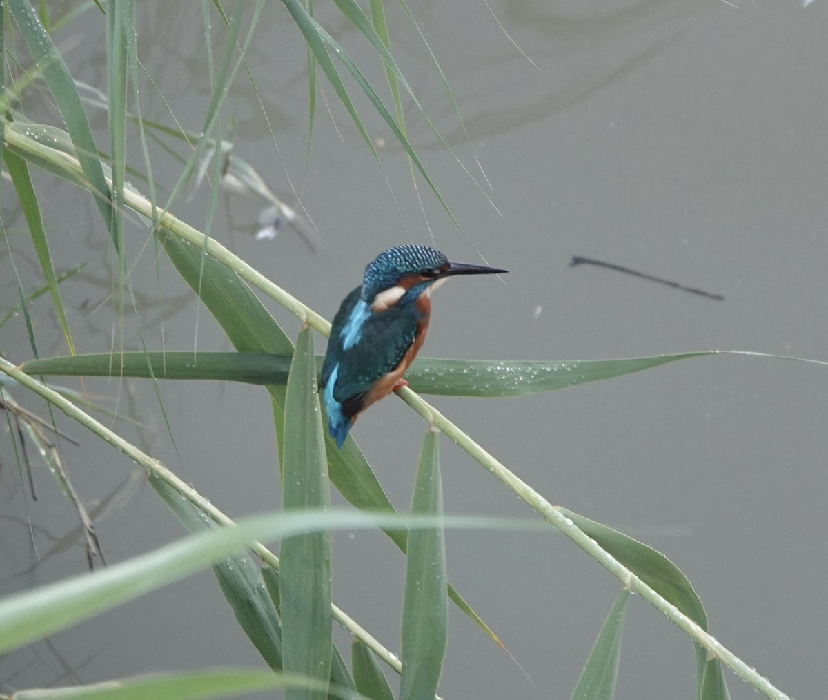 Common Kingfisher - ML633508039