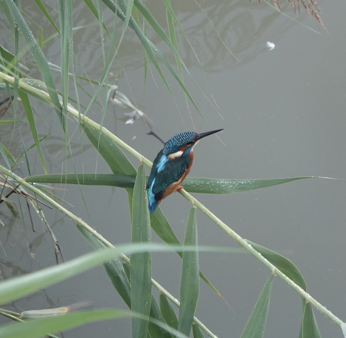Common Kingfisher - ML633508062