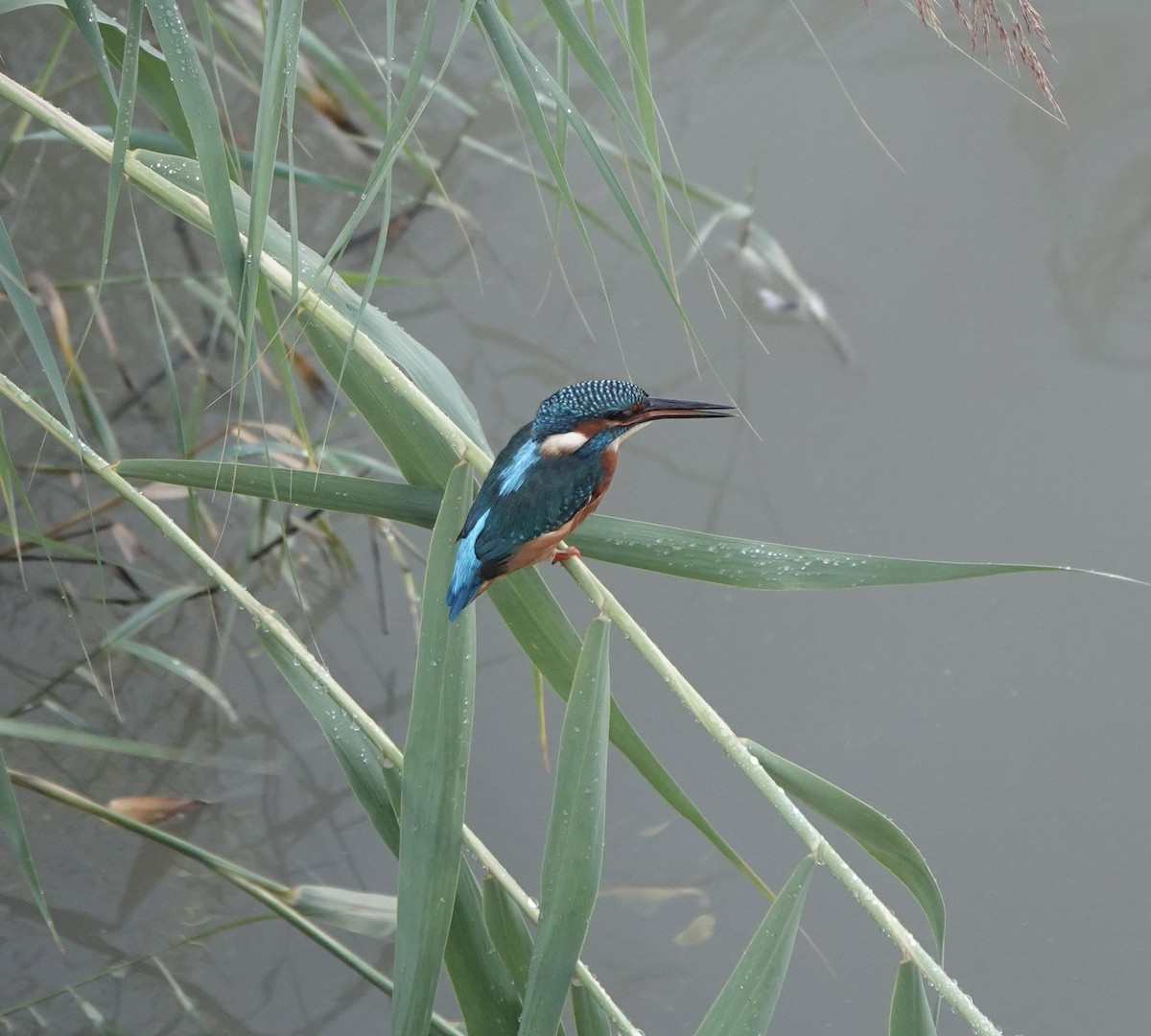 Common Kingfisher - ML633508066