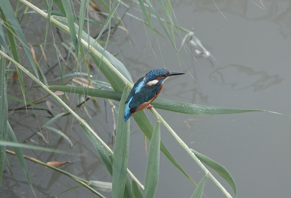 Common Kingfisher - ML633508068