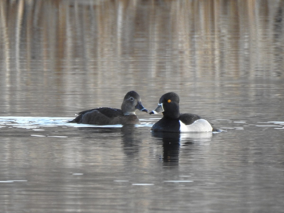 Ring-necked Duck - ML633508111