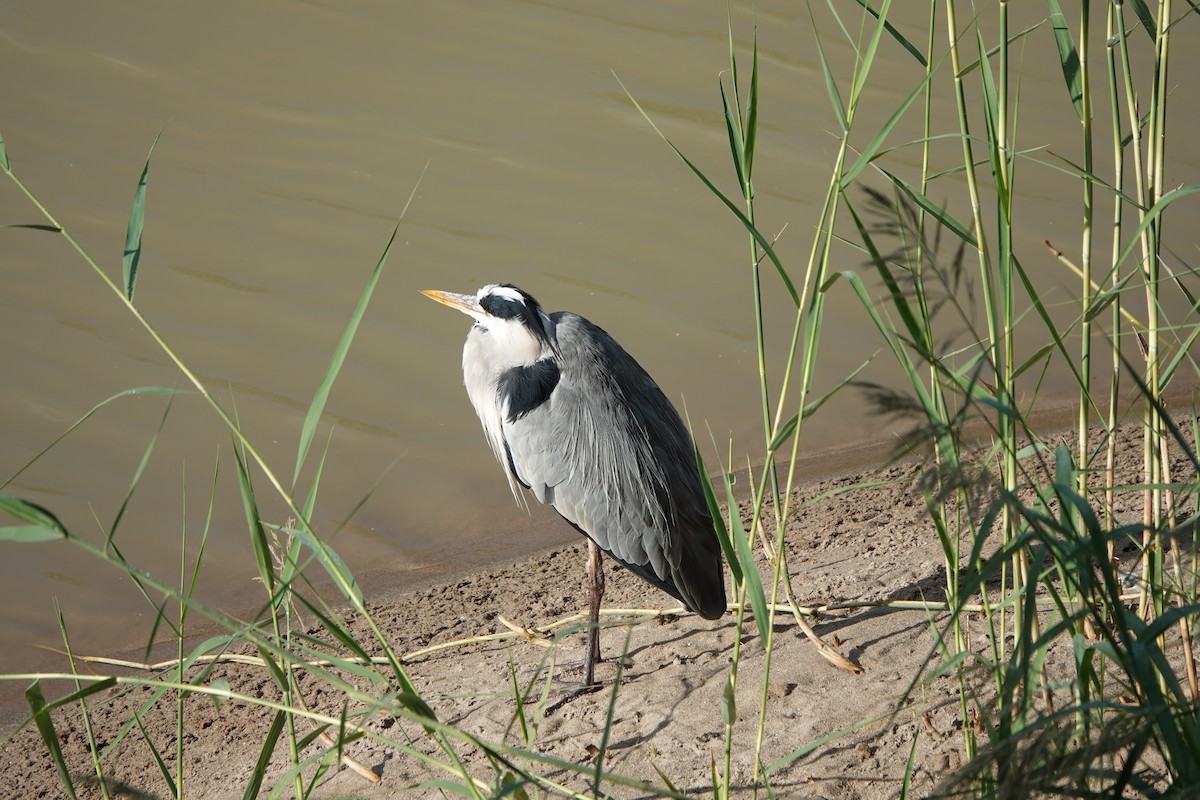 Gray Heron - ML633508117