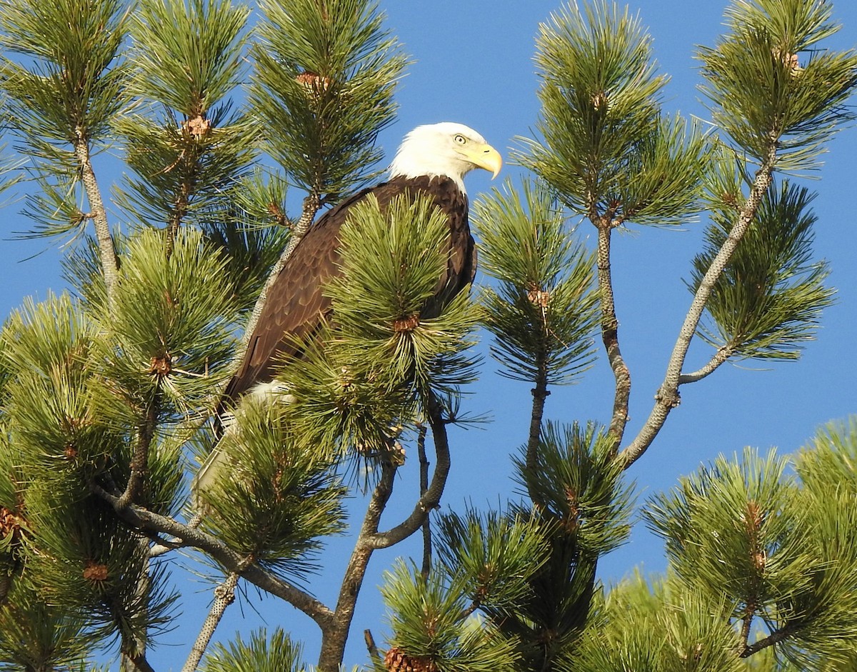 Bald Eagle - ML633508126