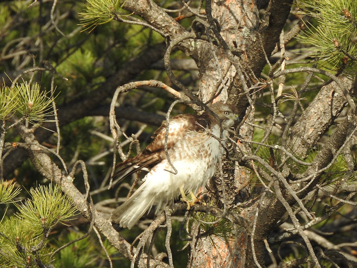 Red-tailed Hawk - ML633508202