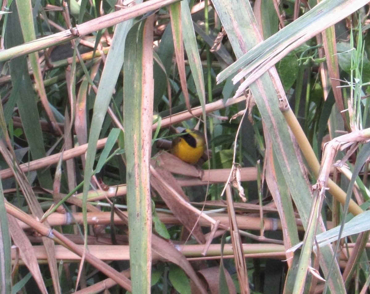 Belding's Yellowthroat - ML633508295