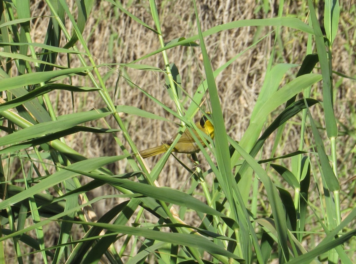 Belding's Yellowthroat - ML633508296