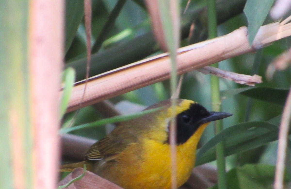 Belding's Yellowthroat - ML633508297