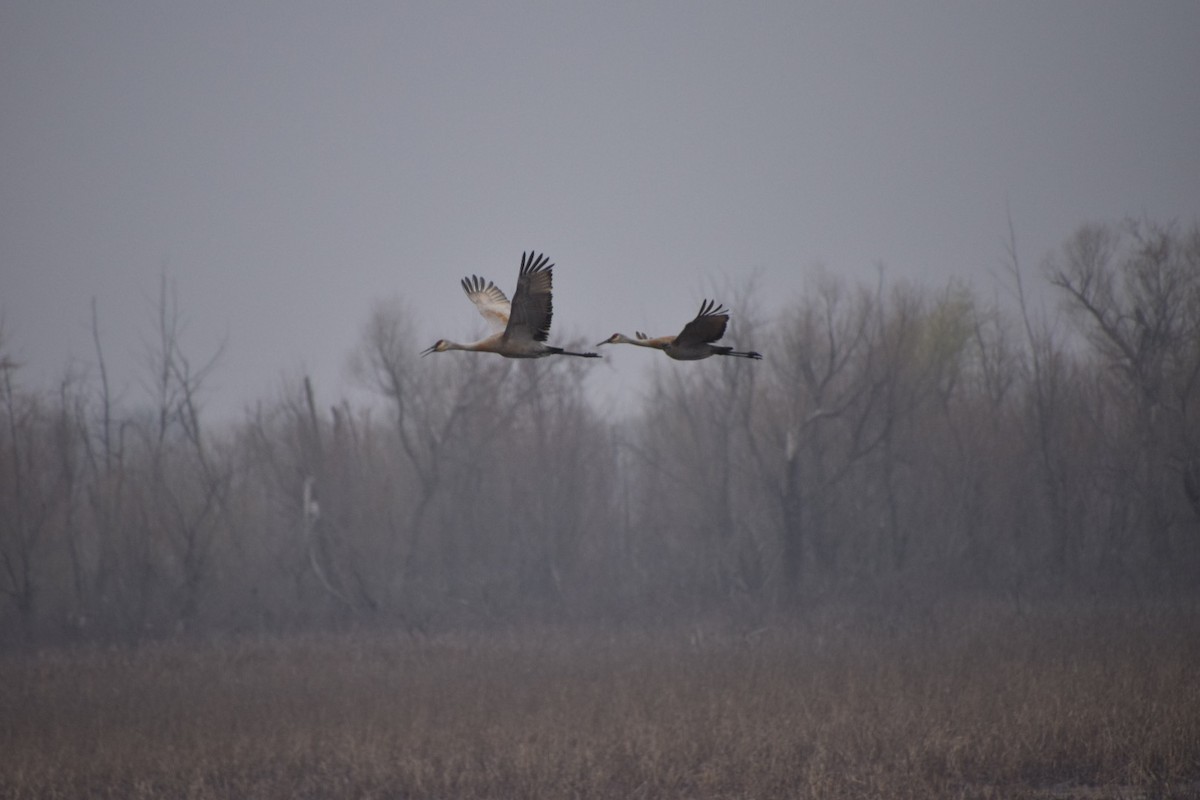 Sandhill Crane - ML633508361