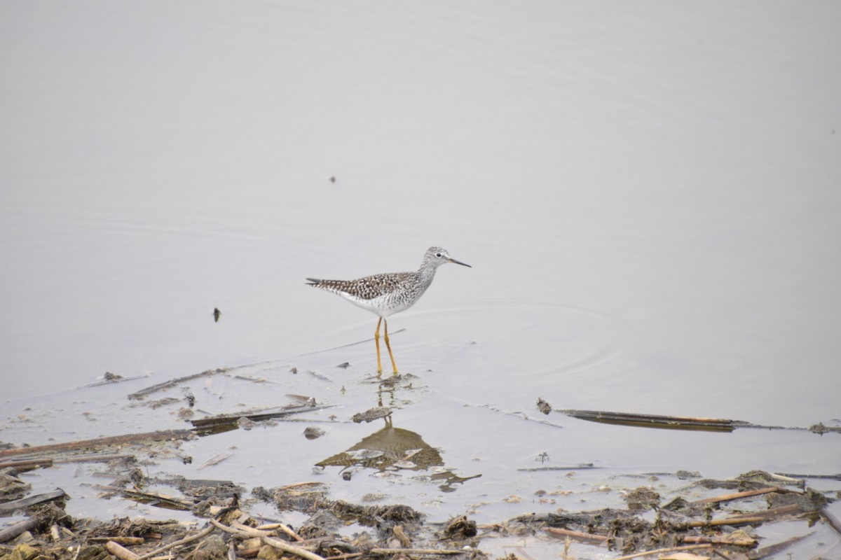 Lesser Yellowlegs - ML633508414
