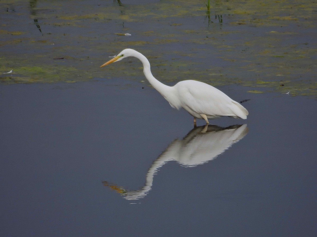 Grande Aigrette - ML633508416