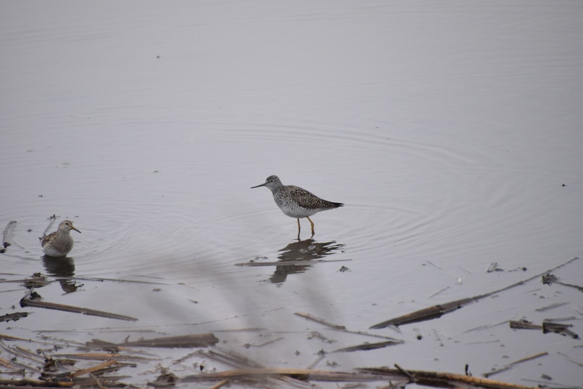 Lesser Yellowlegs - ML633508443