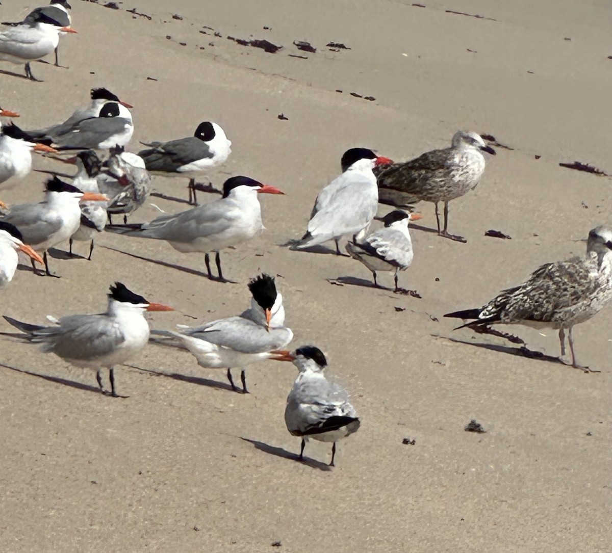 Caspian Tern - ML633508514