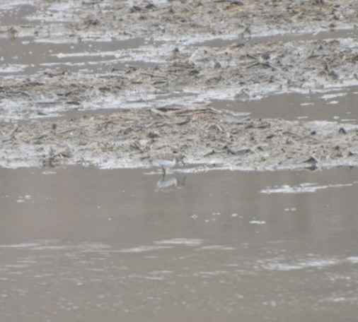 Least Sandpiper - ML633508525