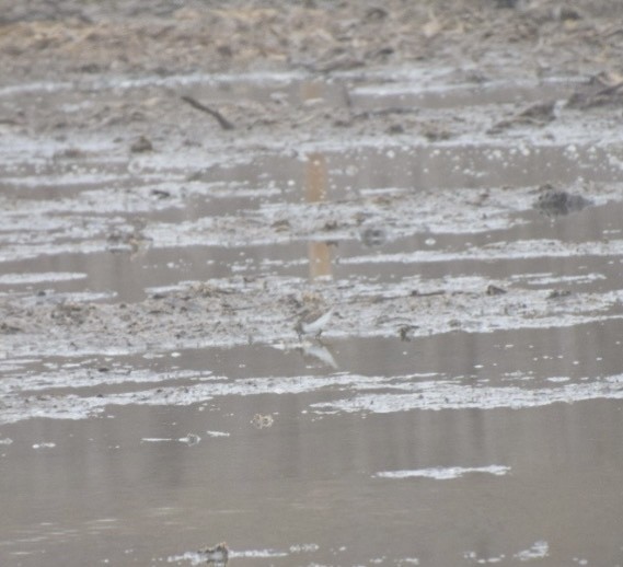 Least Sandpiper - ML633508532