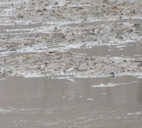 Least Sandpiper - ML633508572