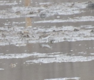 Least Sandpiper - ML633508585