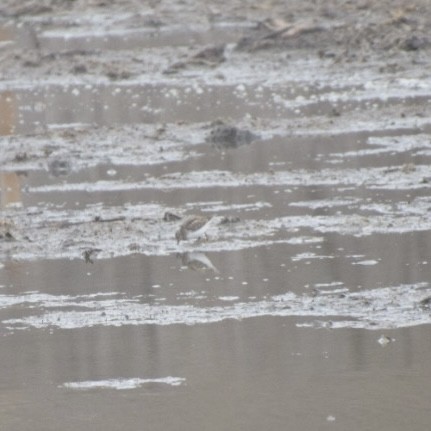 Least Sandpiper - ML633508601