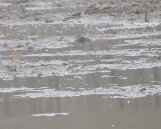 Least Sandpiper - ML633508623