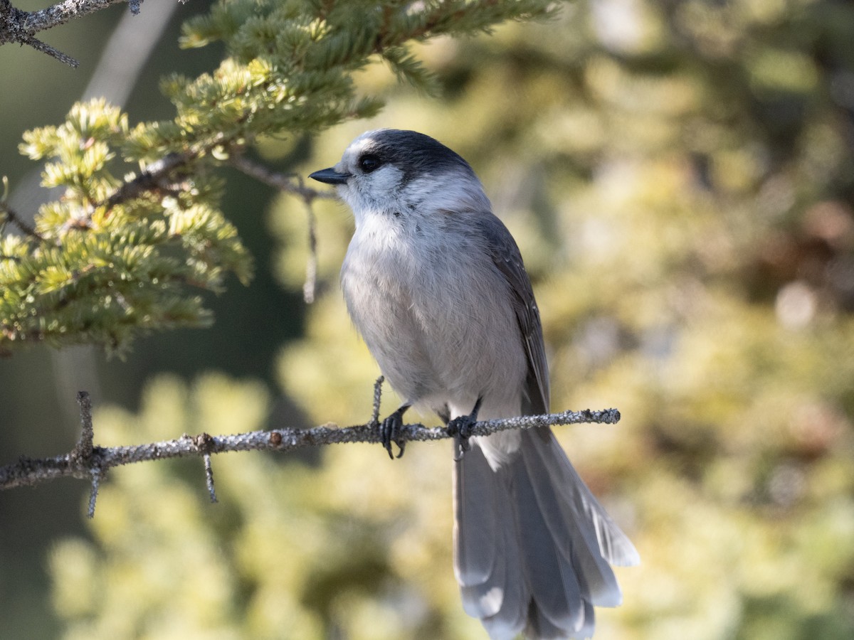 Canada Jay - ML633508630