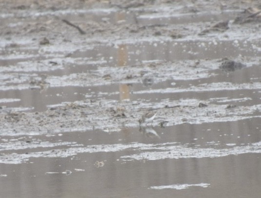 Least Sandpiper - ML633508638