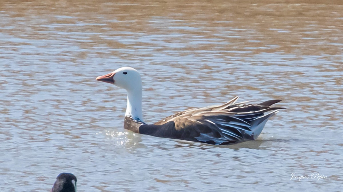 Snow x Canada Goose (hybrid) - ML633508704