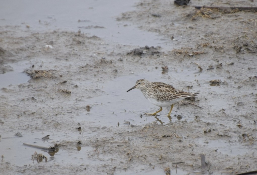 Pectoral Sandpiper - ML633508716