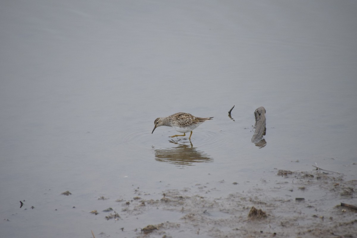 Pectoral Sandpiper - ML633508722
