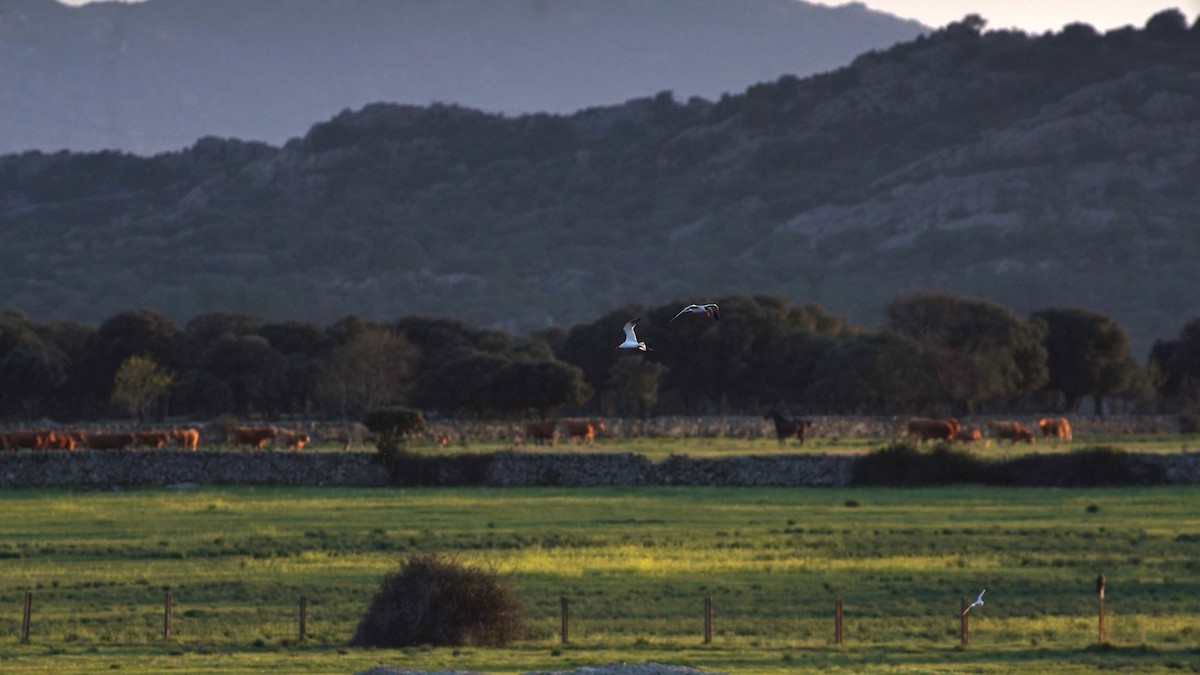 Caspian Tern - ML633508738