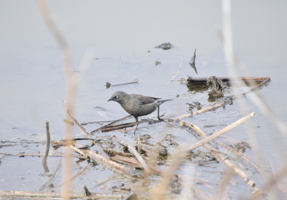 Rusty Blackbird - ML633508779