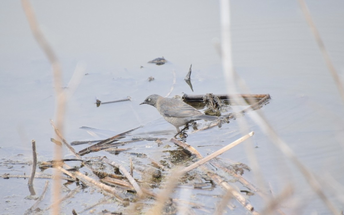 Rusty Blackbird - ML633508806