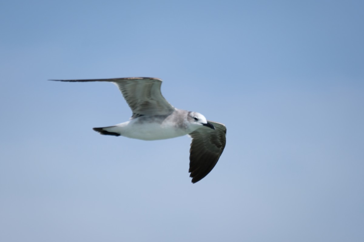 Laughing Gull - ML633508843