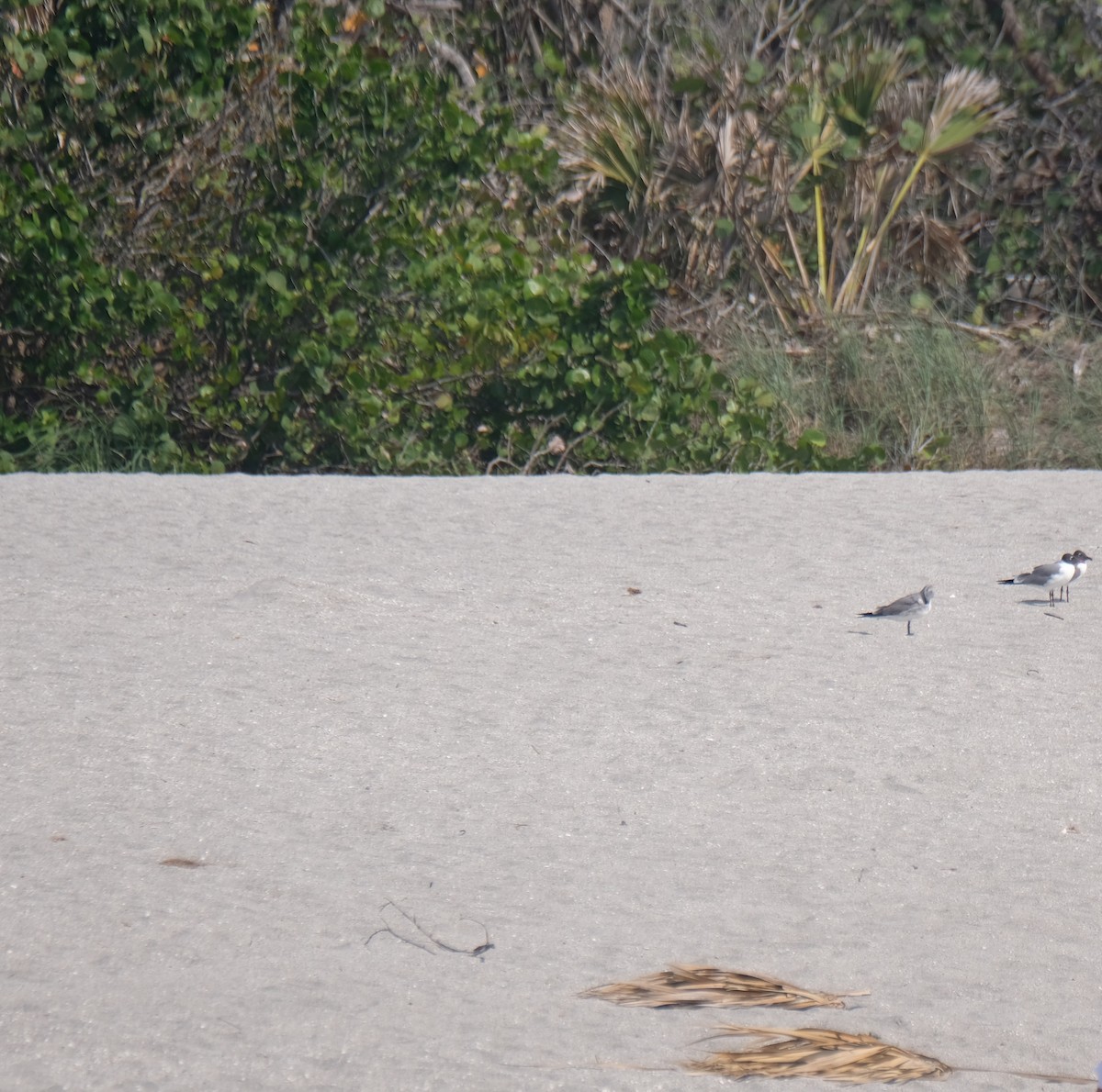Laughing Gull - ML633508845