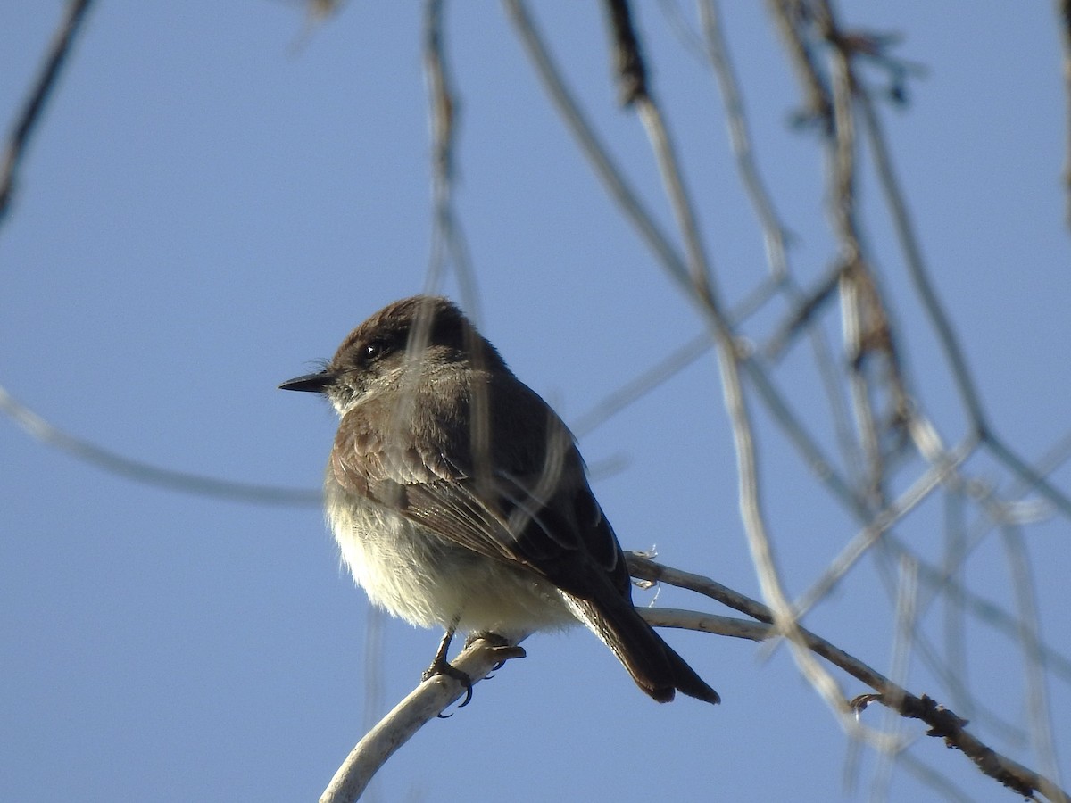 Eastern Phoebe - ML633508876